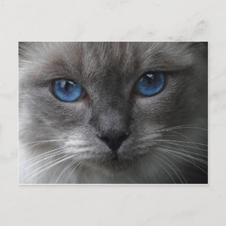 Blauwe ogen briefkaart