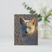 Blauwe ogen kat briefkaart (Staand voorkant)