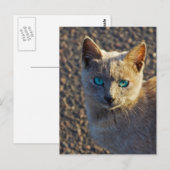 Blauwe ogen kat briefkaart (Voorkant / Achterkant)
