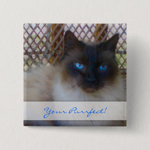 Blauwe ogen Kat Uw vruchtvlees Button