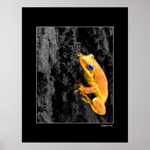 Blauwe ogen poster