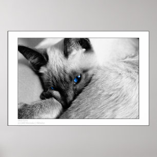 Blauwe ogen poster