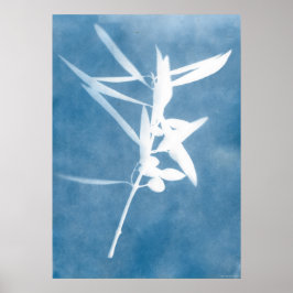 Blauwe Olijfgaard Wijnstokkeuken Cyanotype Foto Poster