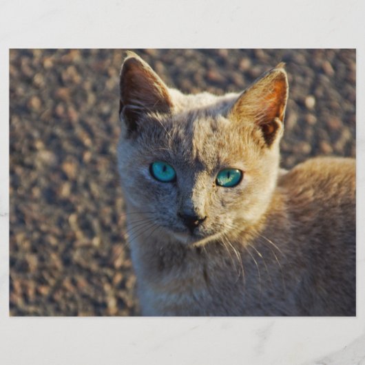 Blauwe Oog kat Flyer (Voorkant)