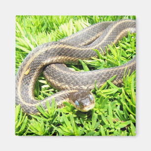 Blauwe Oogslang ~ magneet