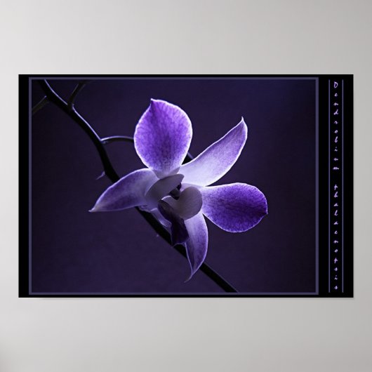 Blauwe orchidee poster (Voorkant)