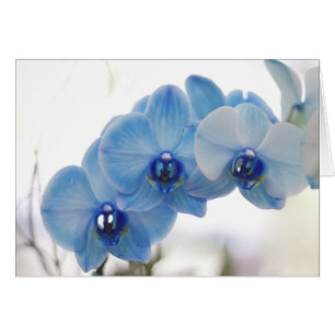 Blauwe orchideeën