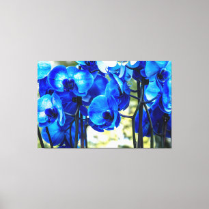 Blauwe orchideeën canvas afdruk
