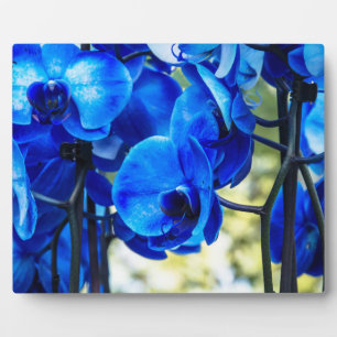 Blauwe orchideeën fotoplaat