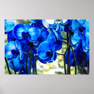 Blauwe orchideeën poster