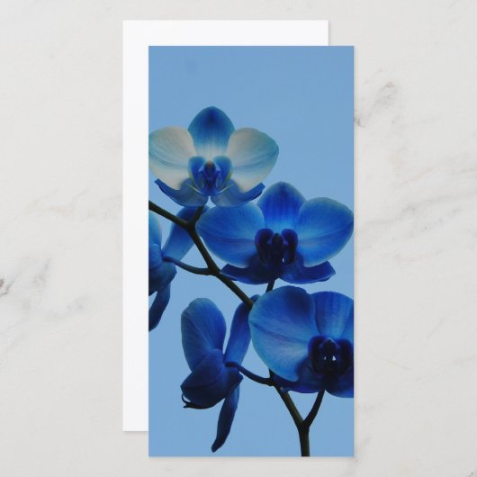 Blauwe Ordhid (Voorkant / Achterkant)