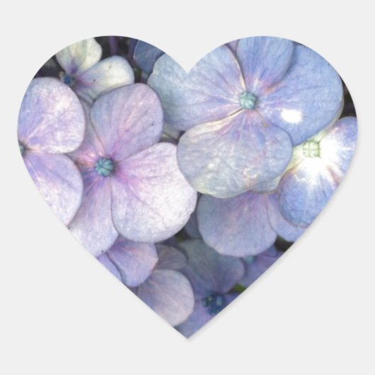 Blauwe Paarse hydrangea Stickers (Voorkant)