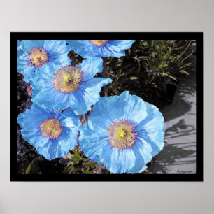 Blauwe papaver Poster Prints