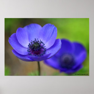 Blauwe papaverbloemen poster