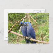 Blauwe papegaai briefkaart (Voorkant / Achterkant)