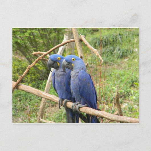 Blauwe papegaai briefkaart (Voorkant)