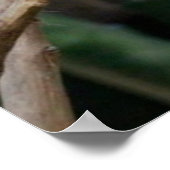 Blauwe papegaai poster (Hoek)