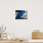 Blauwe papegaai poster (Keuken)