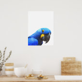 Blauwe papegaaien poster (Keuken)