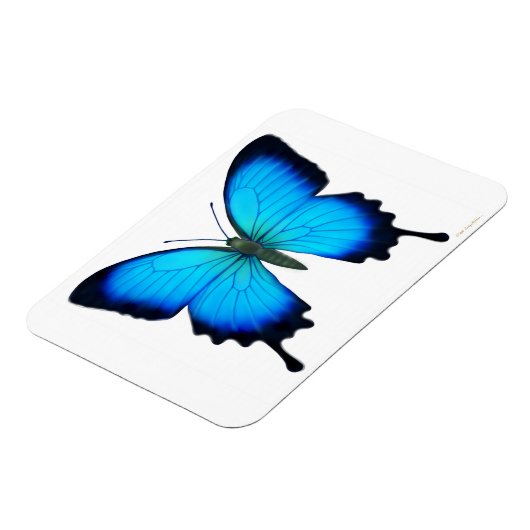 Blauwe Papilio Ulysses vlinder Premium magneet (Linkerzijde)