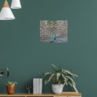 Blauwe Pauw Fantail Veren Fotoposter