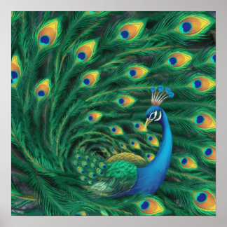 Blauwe Pauw Vogel Poster