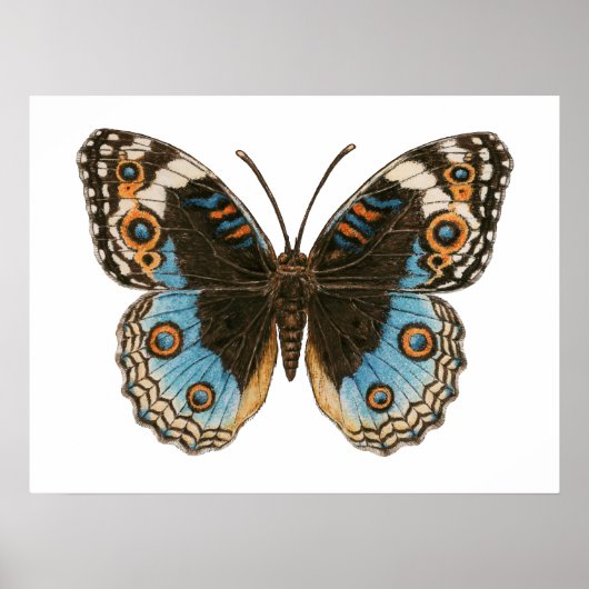Blauwe Penseelvlinder Poster (Voorkant)