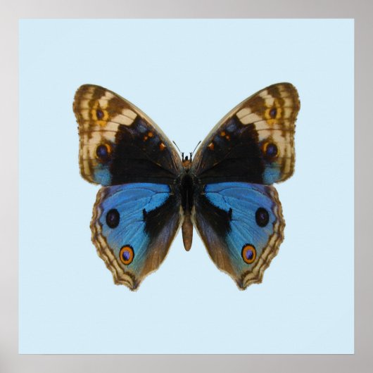 Blauwe Penseelvlinder Poster (Voorkant)