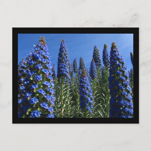 Blauwe Pride van Madeira Flowers Briefkaart (Voorkant)