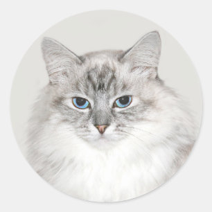 Blauwe puntkat ronde sticker