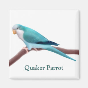 Blauwe Quaker Parrot magneet