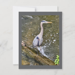 Blauwe reiger briefkaart