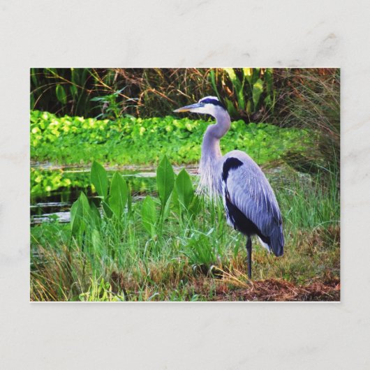 Blauwe Reiger Briefkaart (Voorkant)