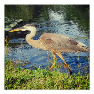 Blauwe reiger perfect poster
