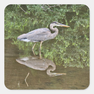 Blauwe reiger vierkante sticker
