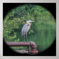 Blauwe Reiger Vogel