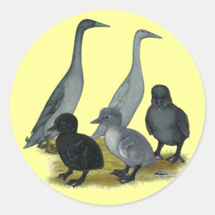 Blauwe Ren Eend Familie Ronde Sticker