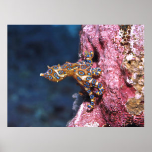 Blauwe rode octopus poster