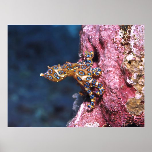 Blauwe rode octopus poster (Voorkant)