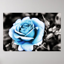 Blauwe roos poster