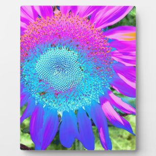 Blauwe roze retro funky sunflower foto fotoplaat