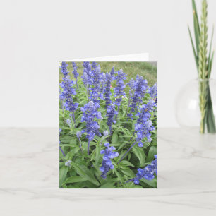 Blauwe Salvia tuin bloemen blanco briefkaart