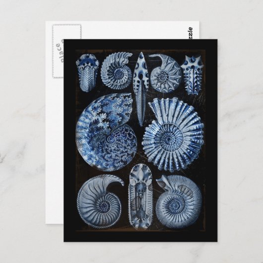 Blauwe schalen briefkaart (Voorkant / Achterkant)