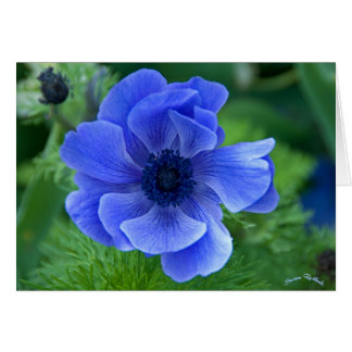 Blauwe schoonheid