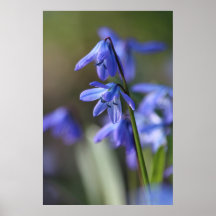 Blauwe Scilla siberica (Hout Squill) Bloemen