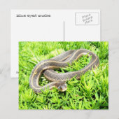 Blauwe slang ~ briefkaart (Voorkant / Achterkant)