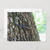 Blauwe snuif briefkaart (Voorkant / Achterkant)