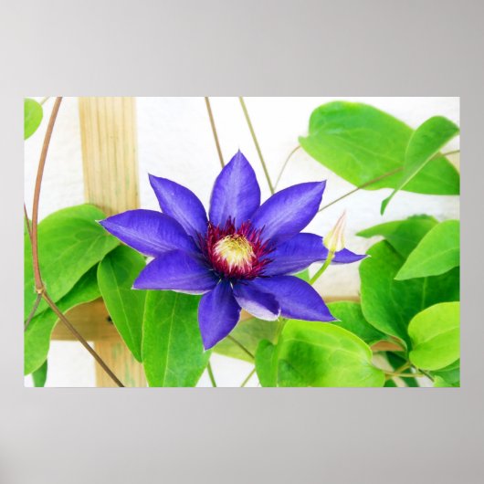 blauwe ster poster (Voorkant)