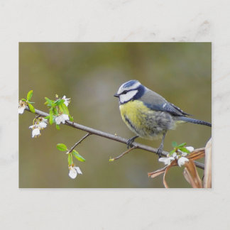 Blauwe stietvogel op een kersenboomtak met bloemen briefkaart