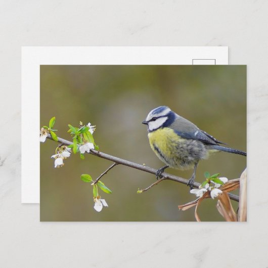 Blauwe stietvogel op een kersenboomtak met bloemen briefkaart (Voorkant / Achterkant)